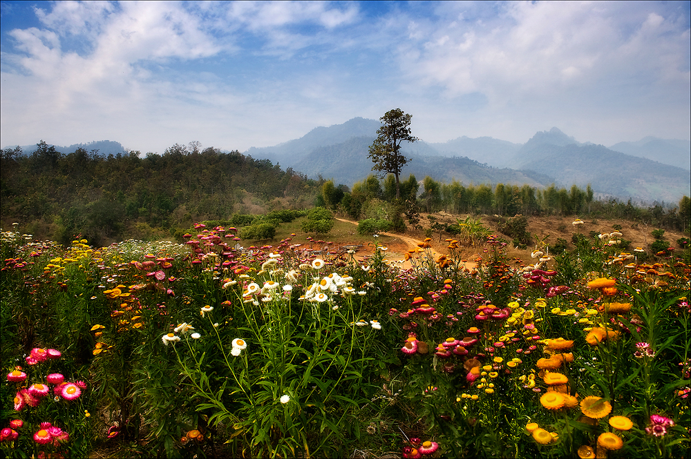 Blumenwiese bei Pai