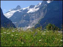 Blumenwiese bei Wengen (reloaded)