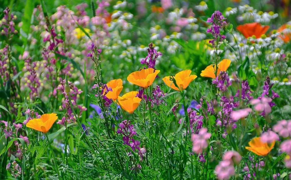 Blumenwiese Foto & Bild | landschaft, jahreszeiten, sommer Bilder auf