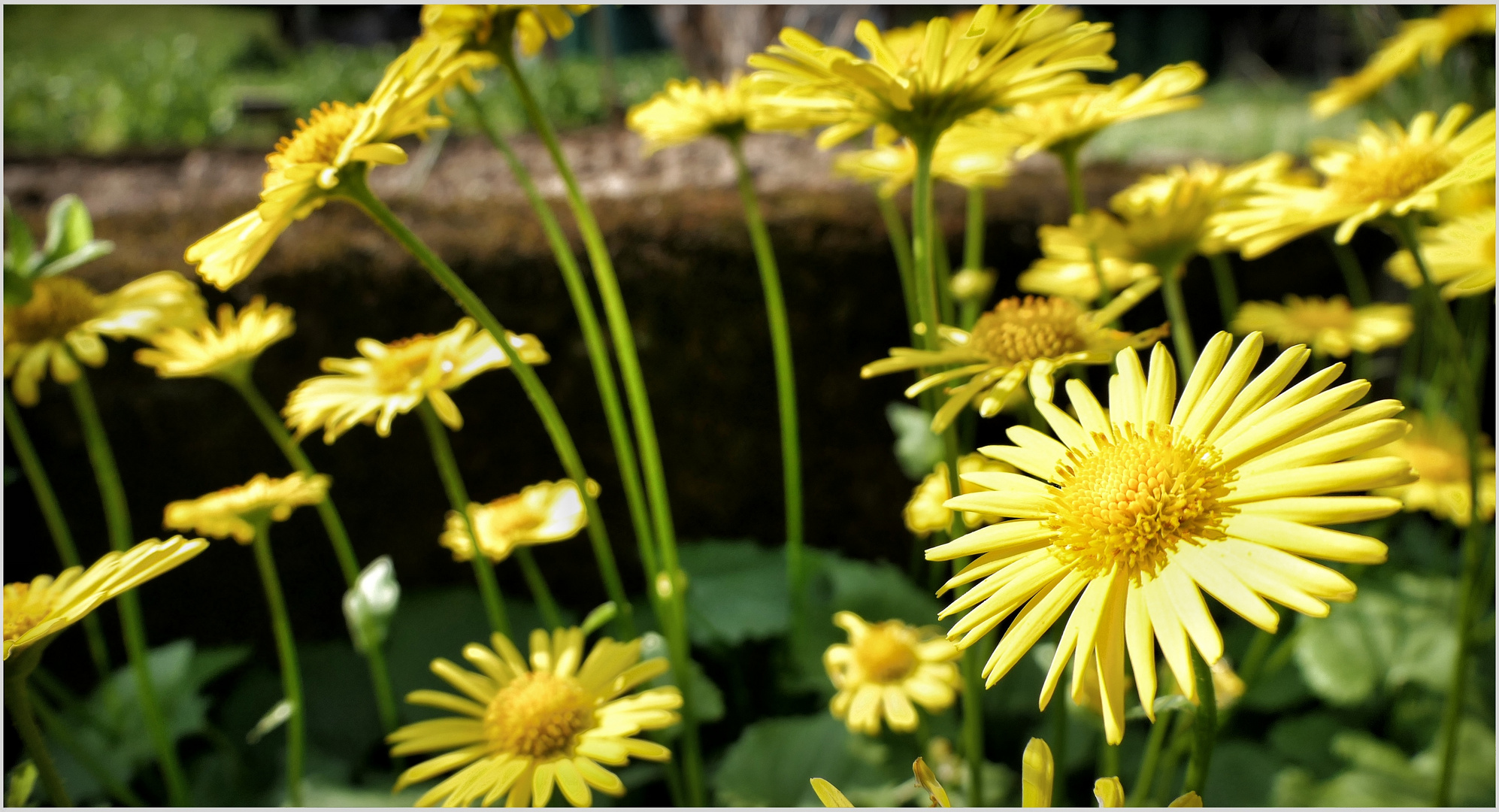 Blumenwiese