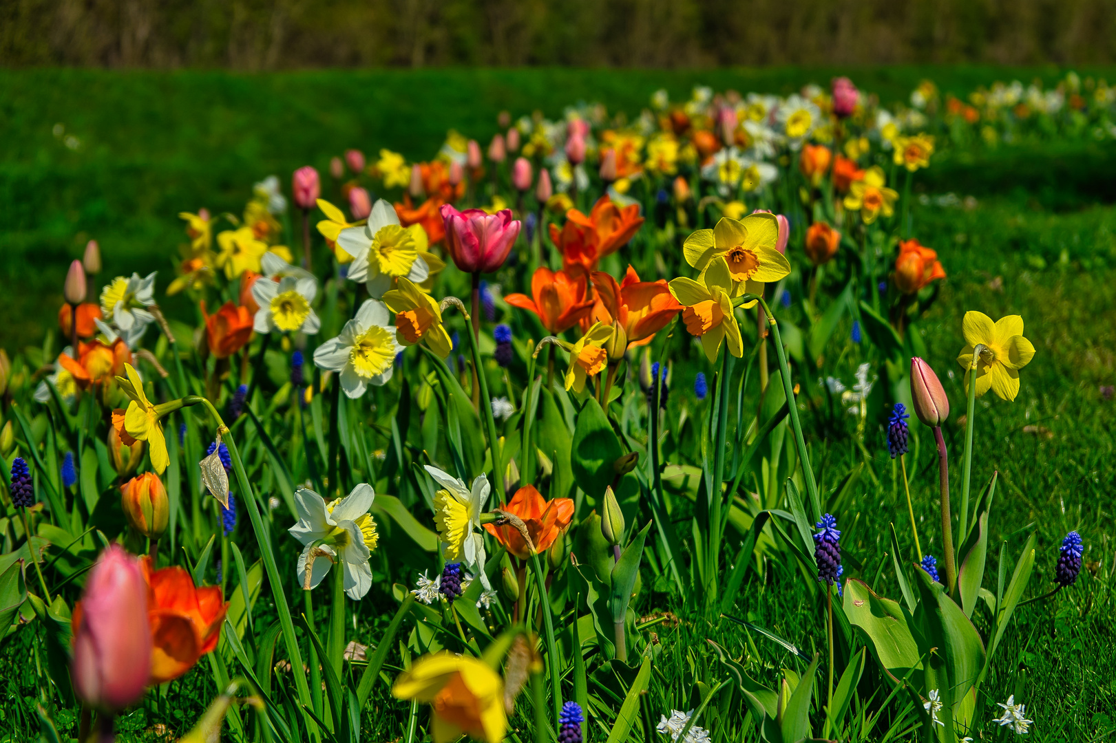 Blumenwiese  ( Bild 7)  Mittochsblümchen