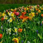 Blumenwiese  ( Bild 7)  Mittochsblümchen