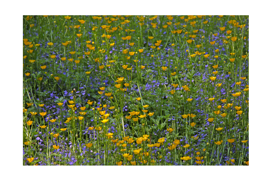 Blumenwiese blau-gelb