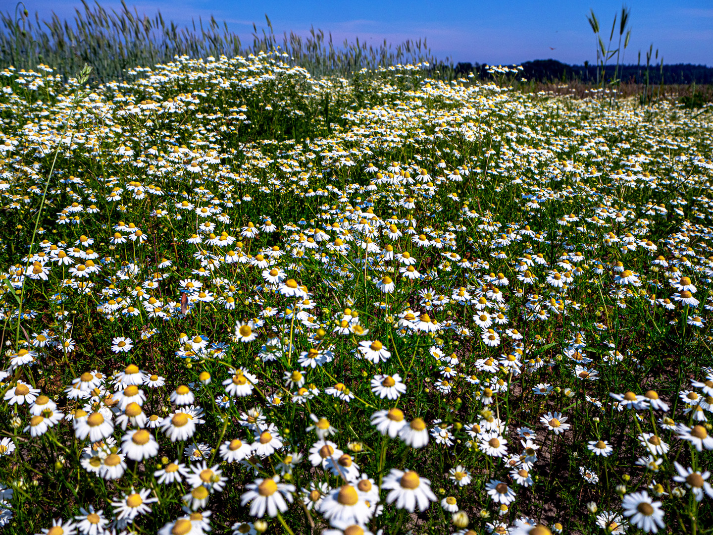 Blumenwiese