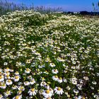 Blumenwiese