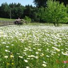 Blumenwiese