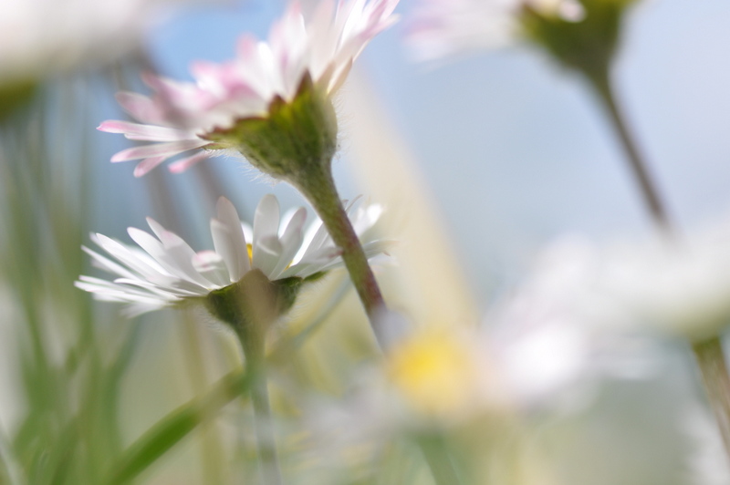 Blumenwiese