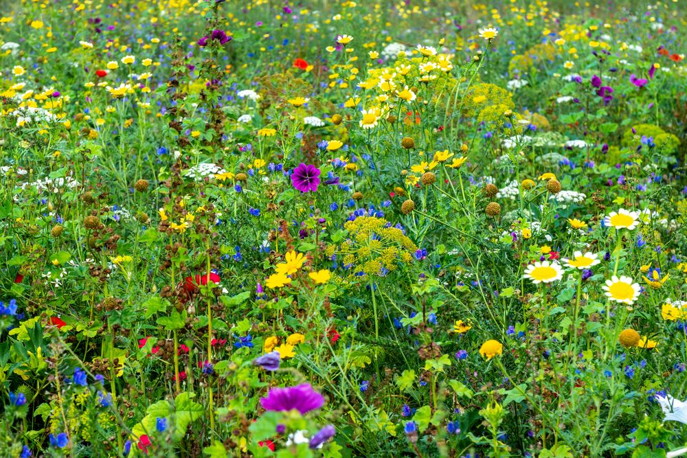 Blumenwiese