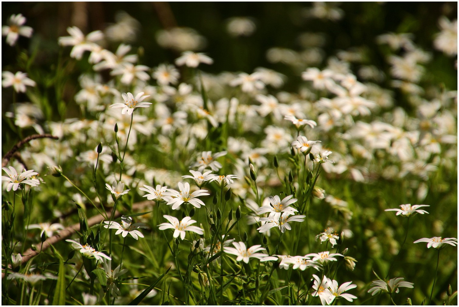 Blumenwiese