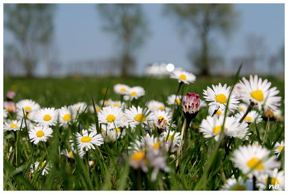 Blumenwiese.....