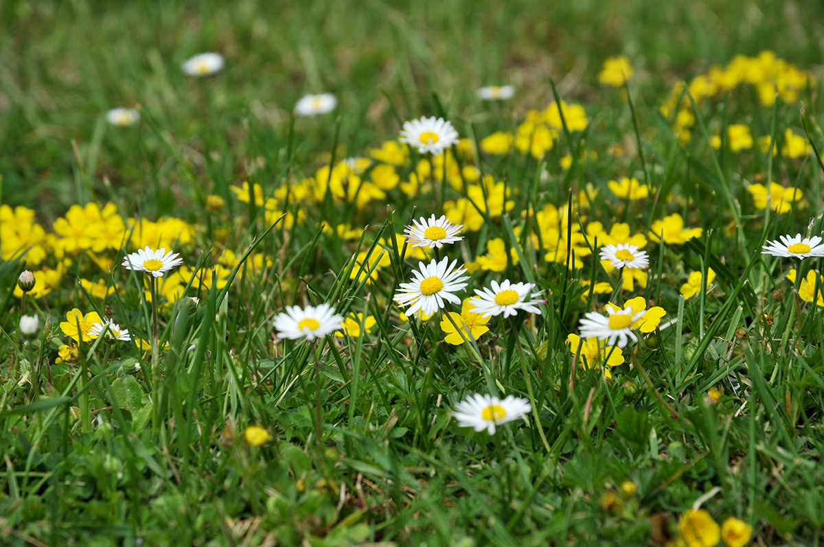 Blumenwiese