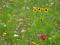 Blumenwiese