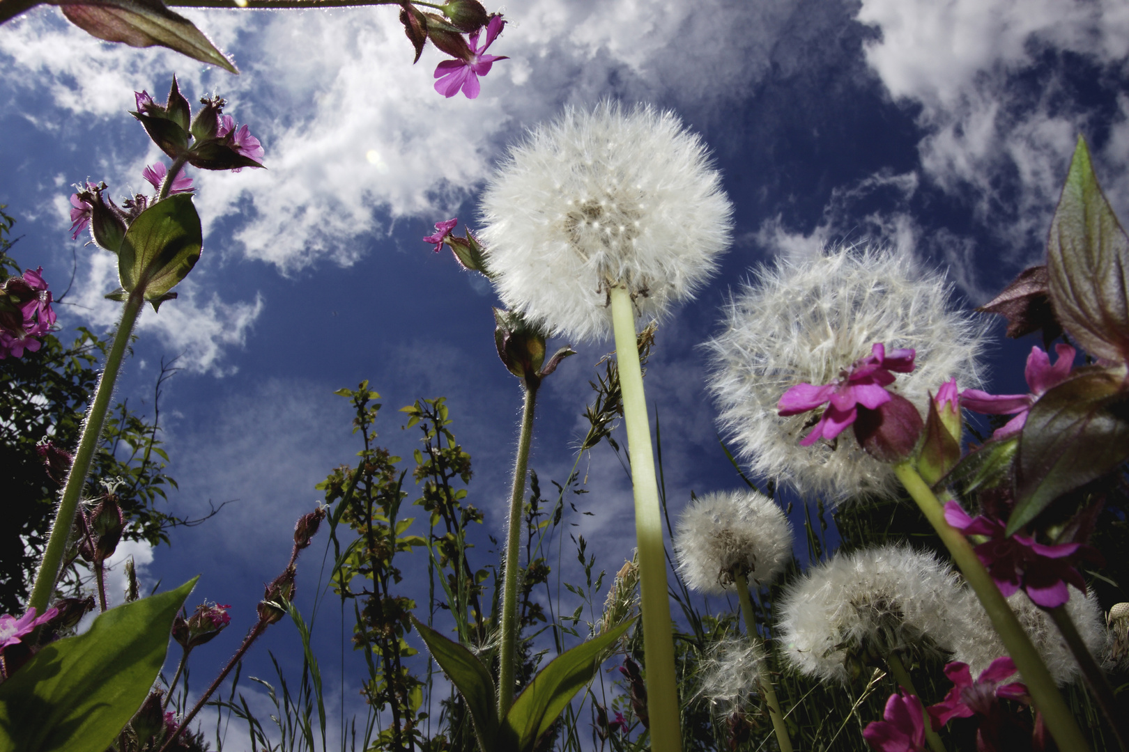 Blumenwiese