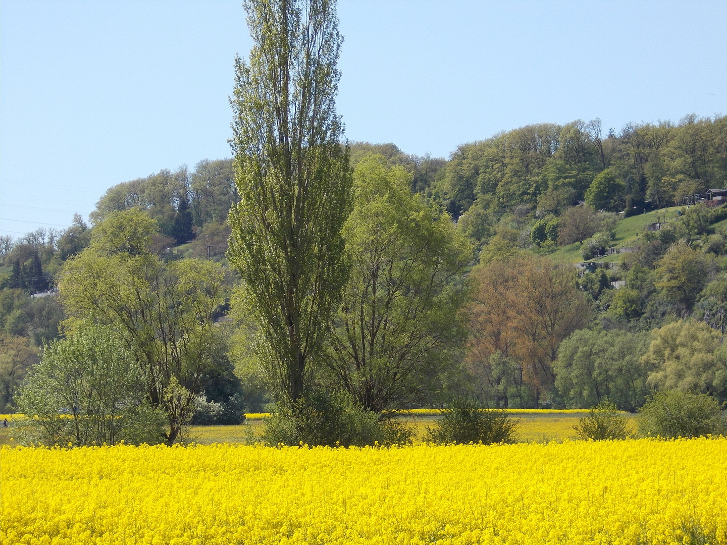 Blumenwiese