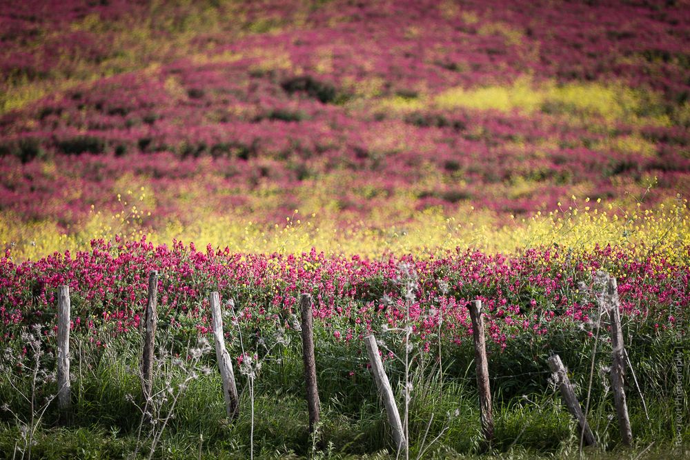 Blumenwiese