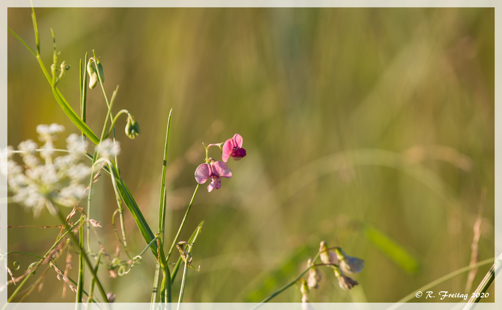 Blumenwiese