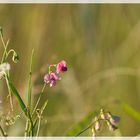 Blumenwiese