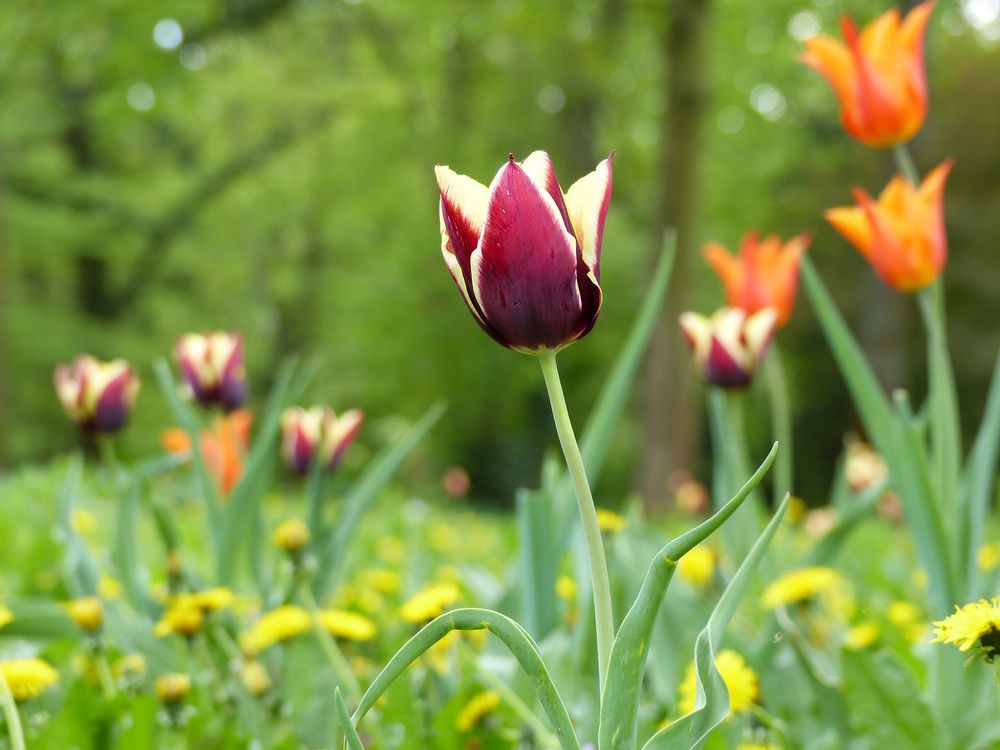 Blumenwiese