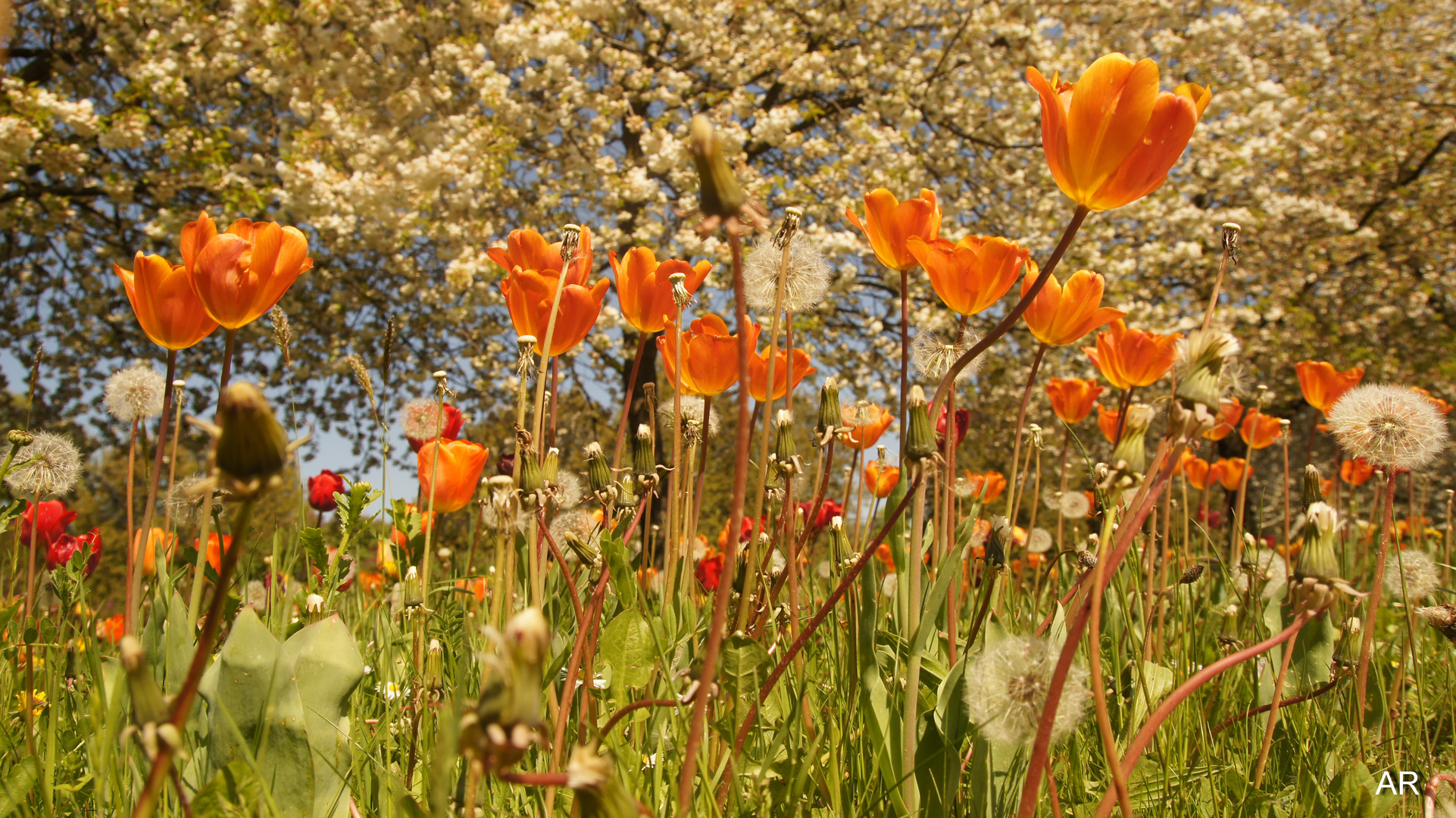 Blumenwiese