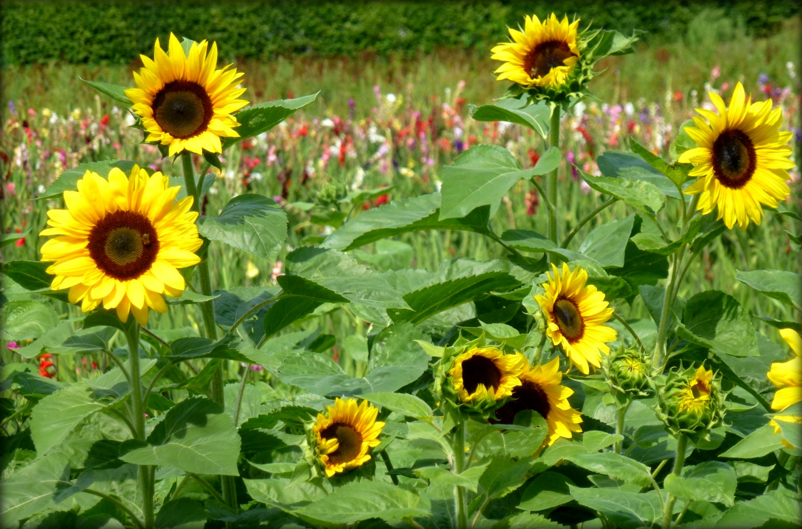 Blumenwiese