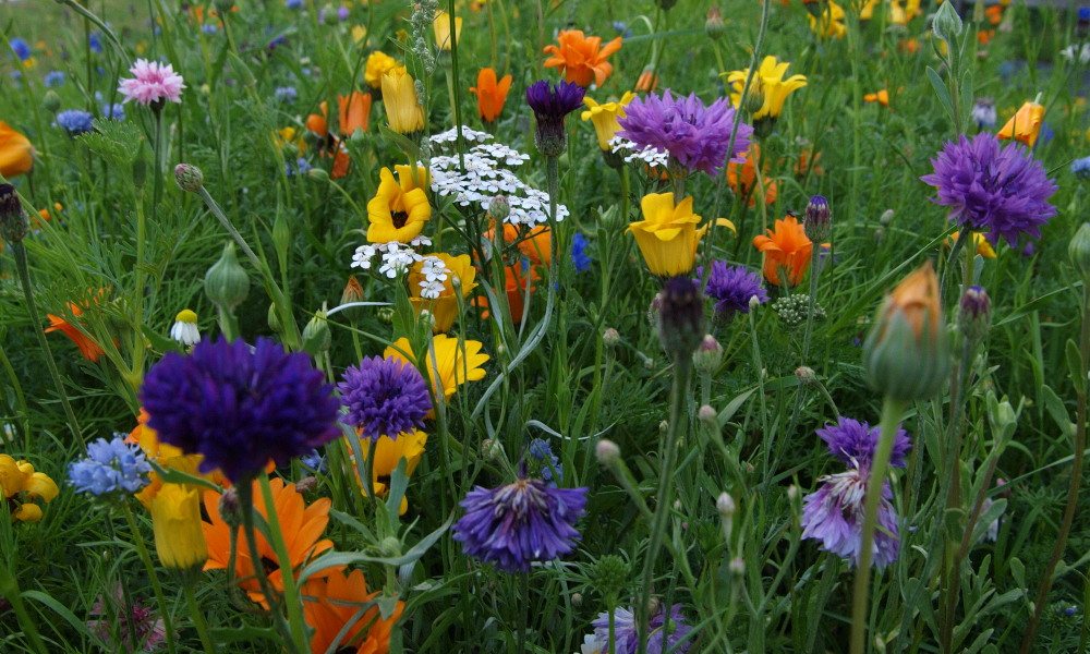 Blumenwiese