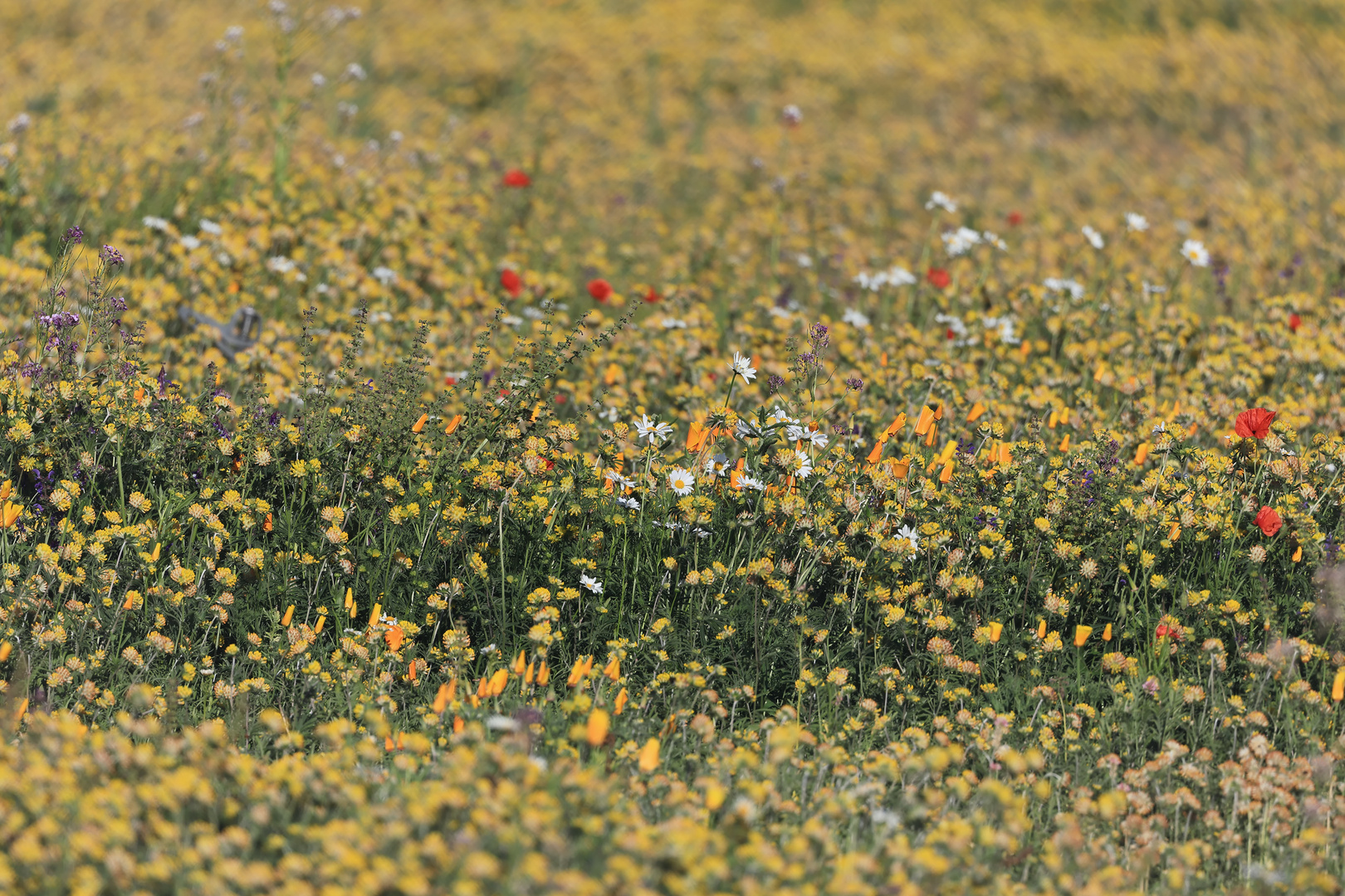 Blumenwiese