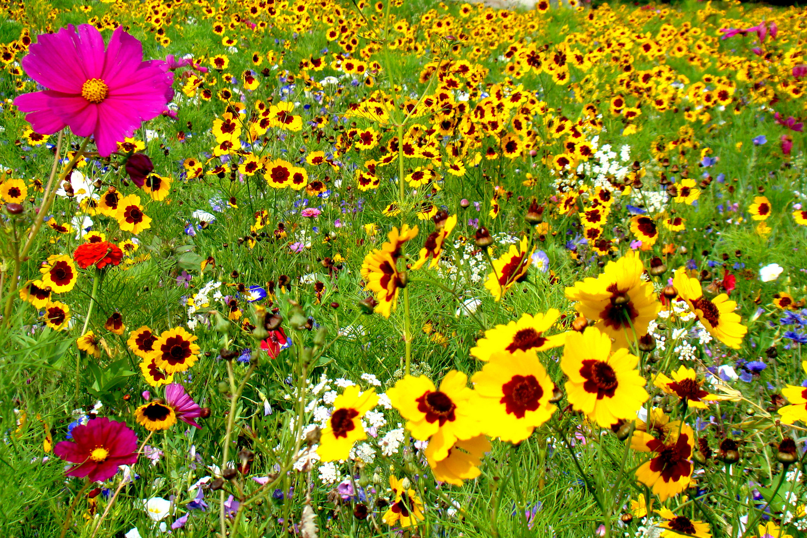 Blumenwiese Foto & Bild | landschaft, Äcker, felder & wiesen, natur