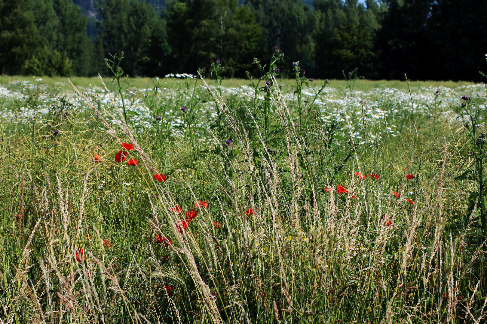 Blumenwiese