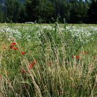 Blumenwiese