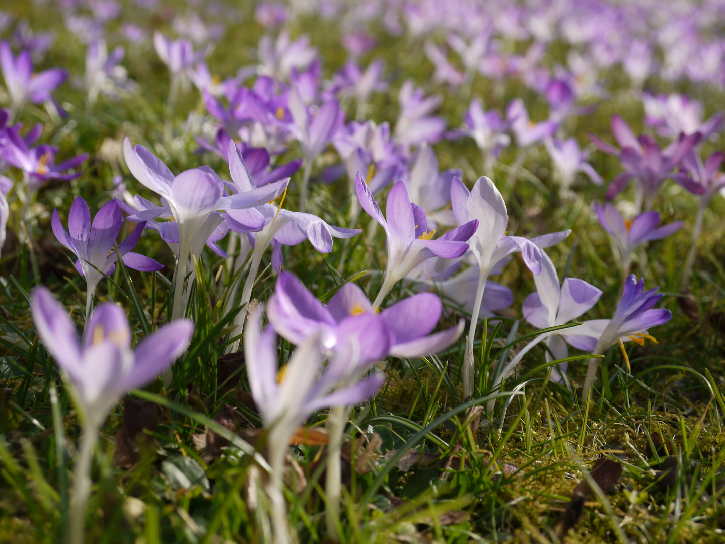 Blumenwiese