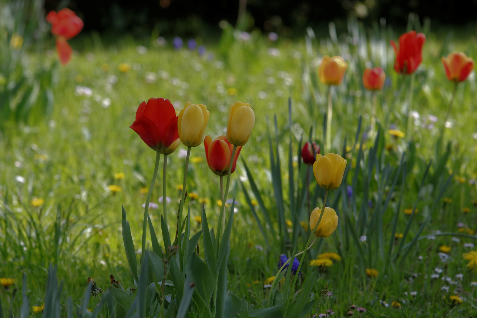 blumenwiese 