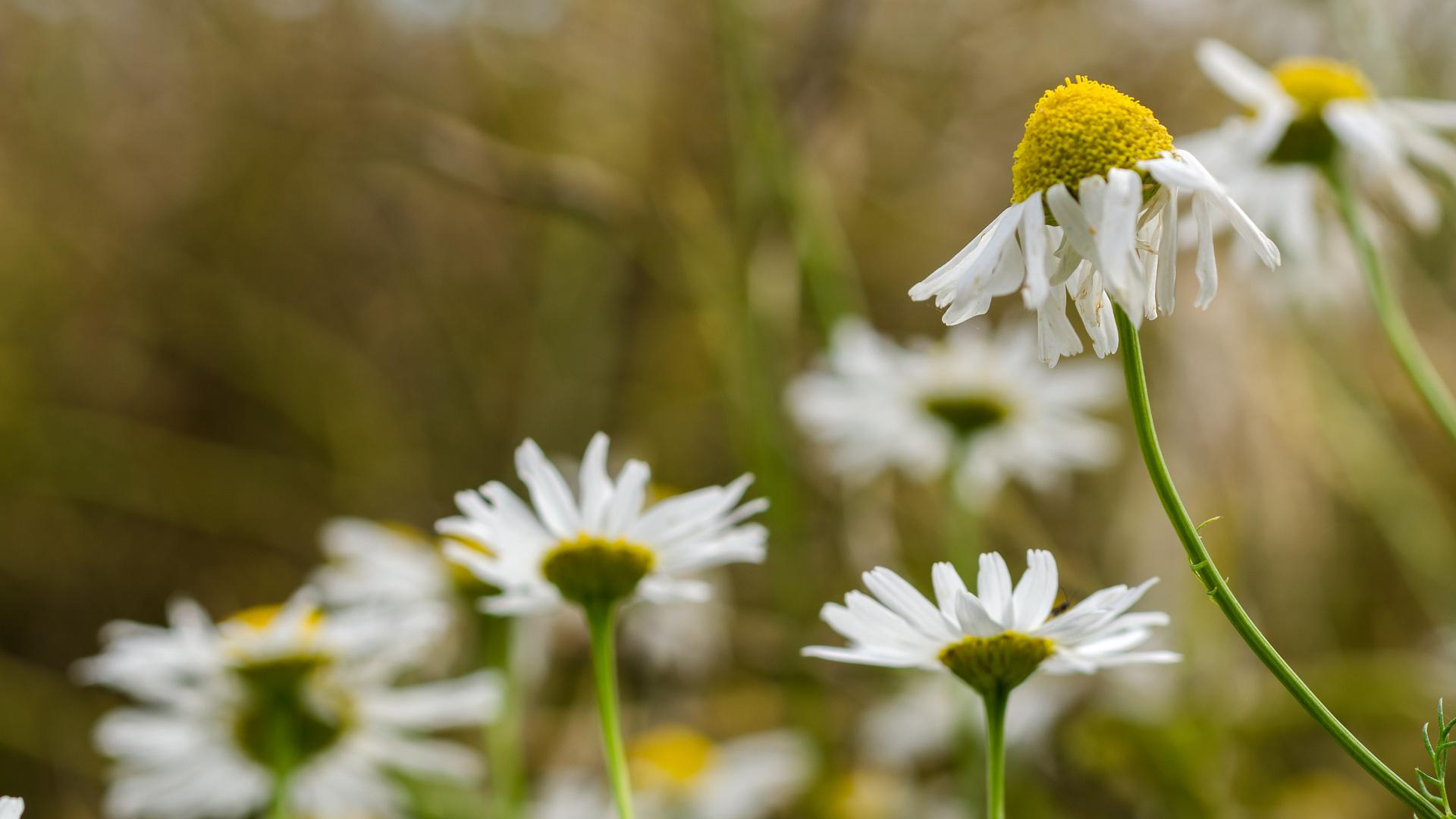 Blumenwiese