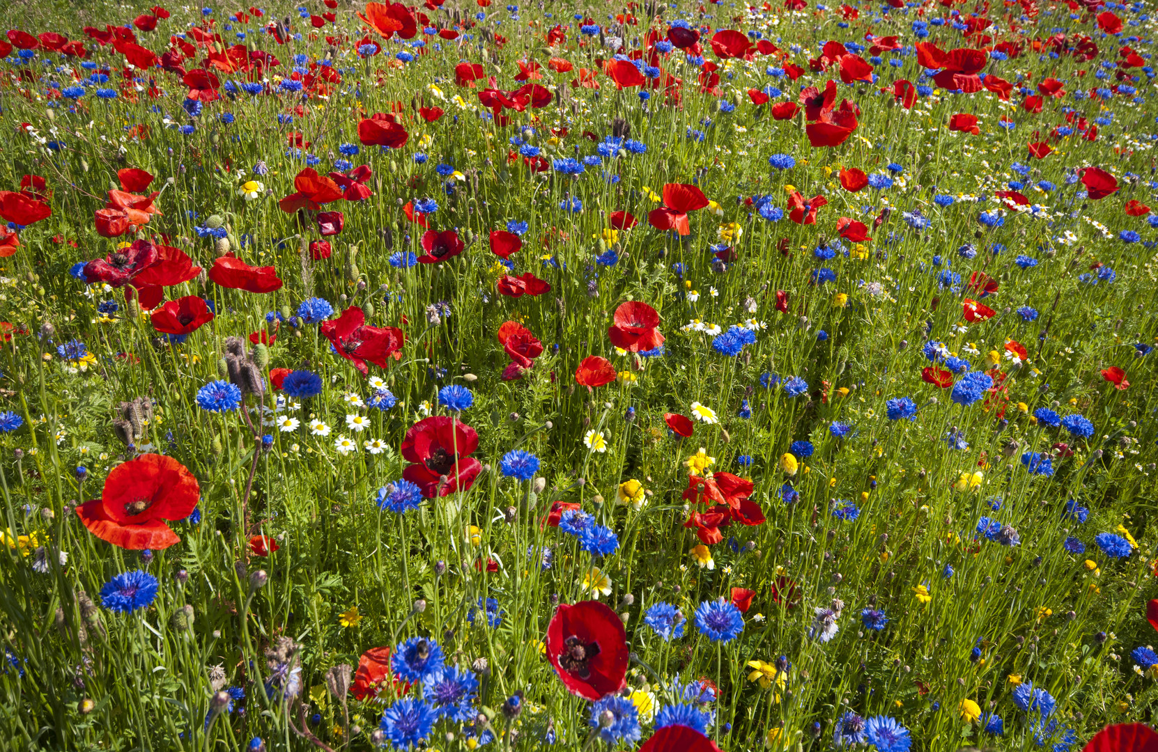 Blumenwiese Foto & Bild landschaft, Äcker, felder & wiesen, mohn