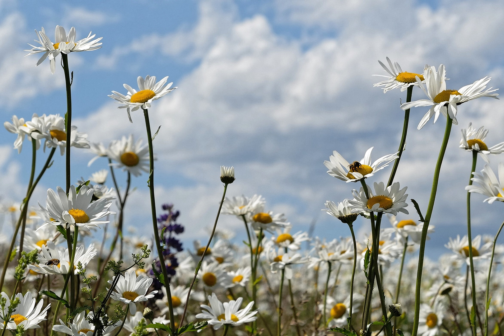 Blumenwiese 