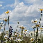 Blumenwiese 