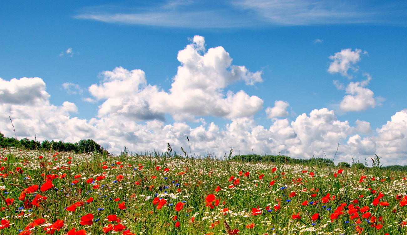 Blumenwiese