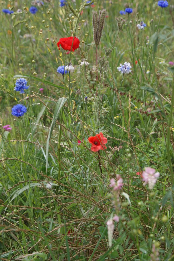 Blumenwiese