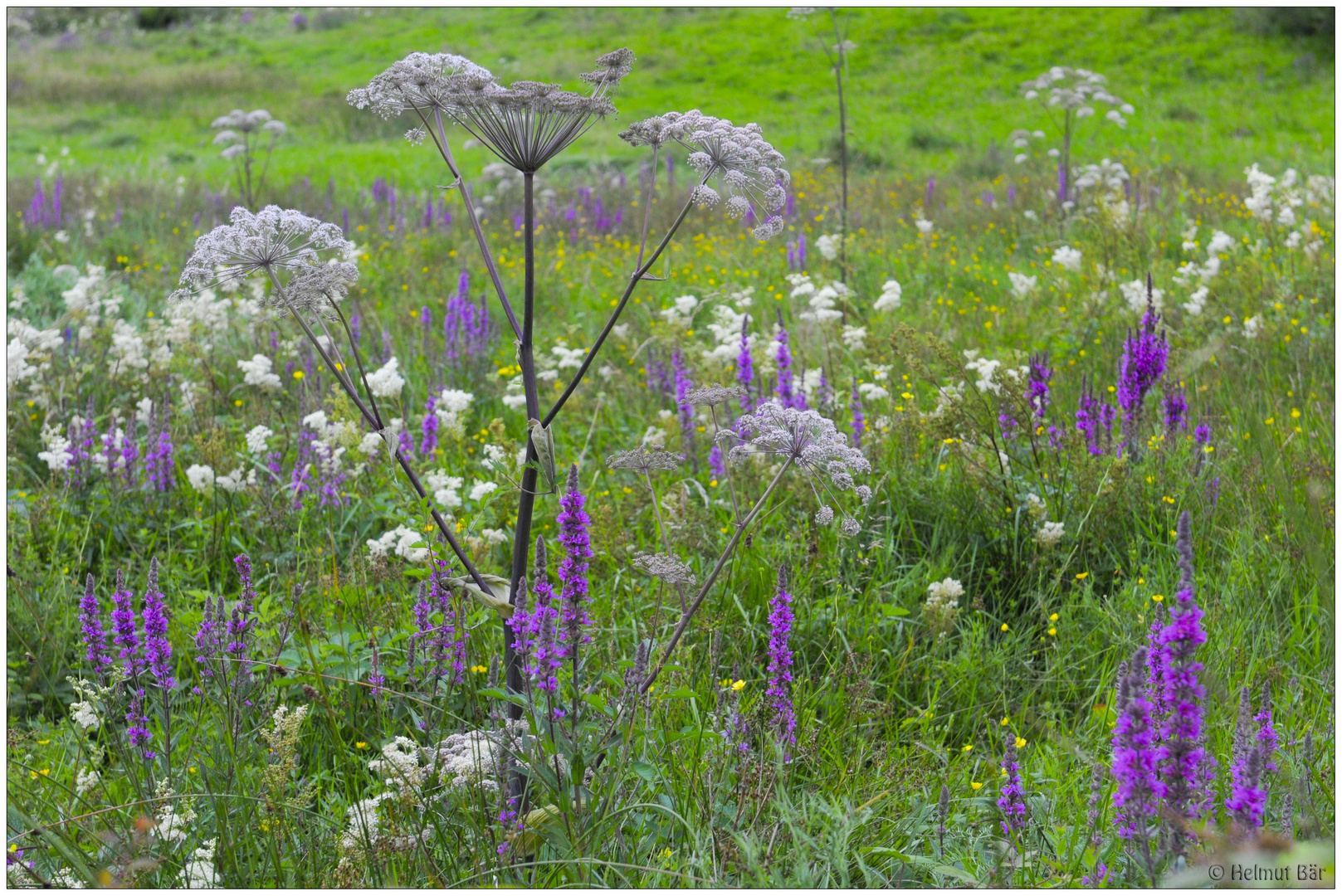 Blumenwiese