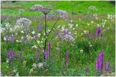 Blumenwiese