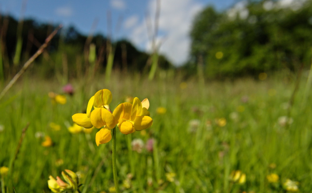 Blumenwiese