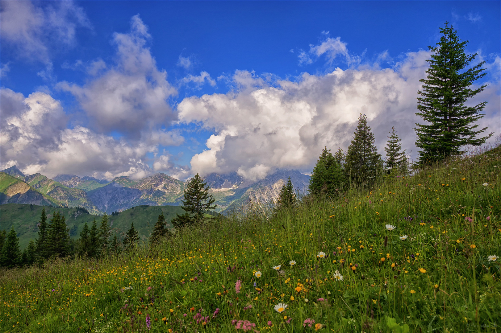 Blumenwiese