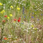 Blumenwiese