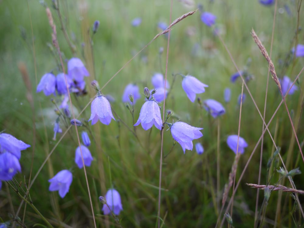 Blumenwiese von Silbersurfer 