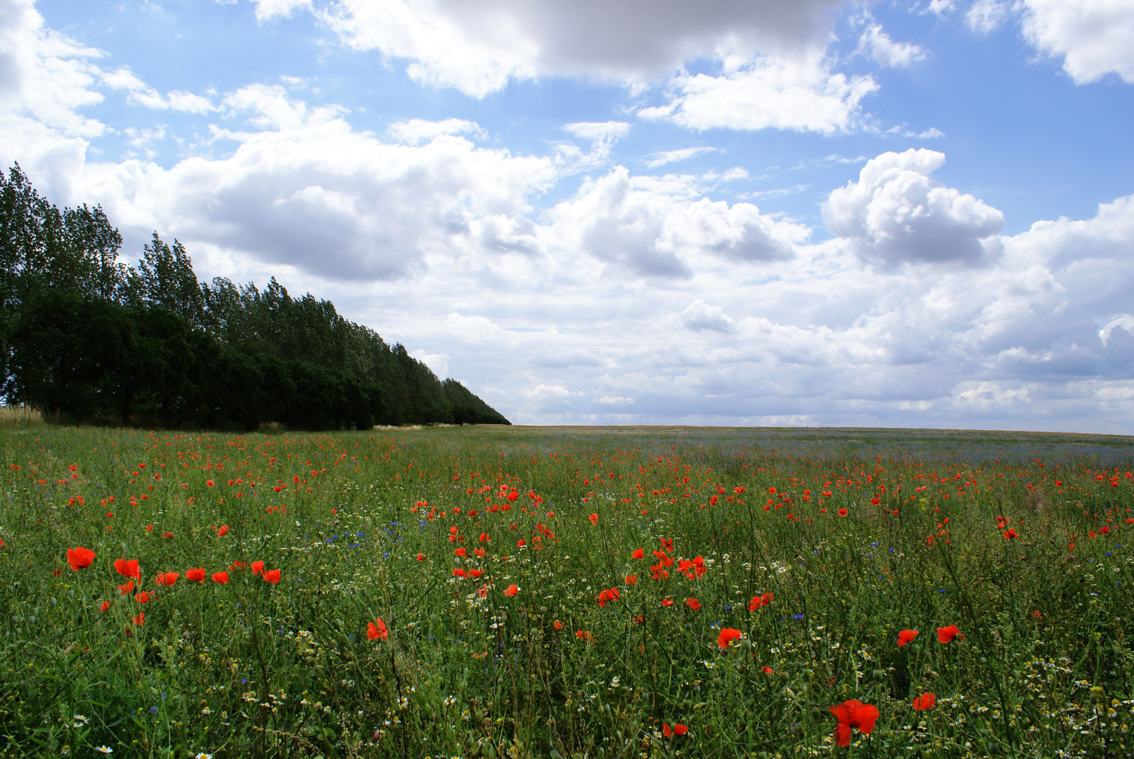 Blumenwiese