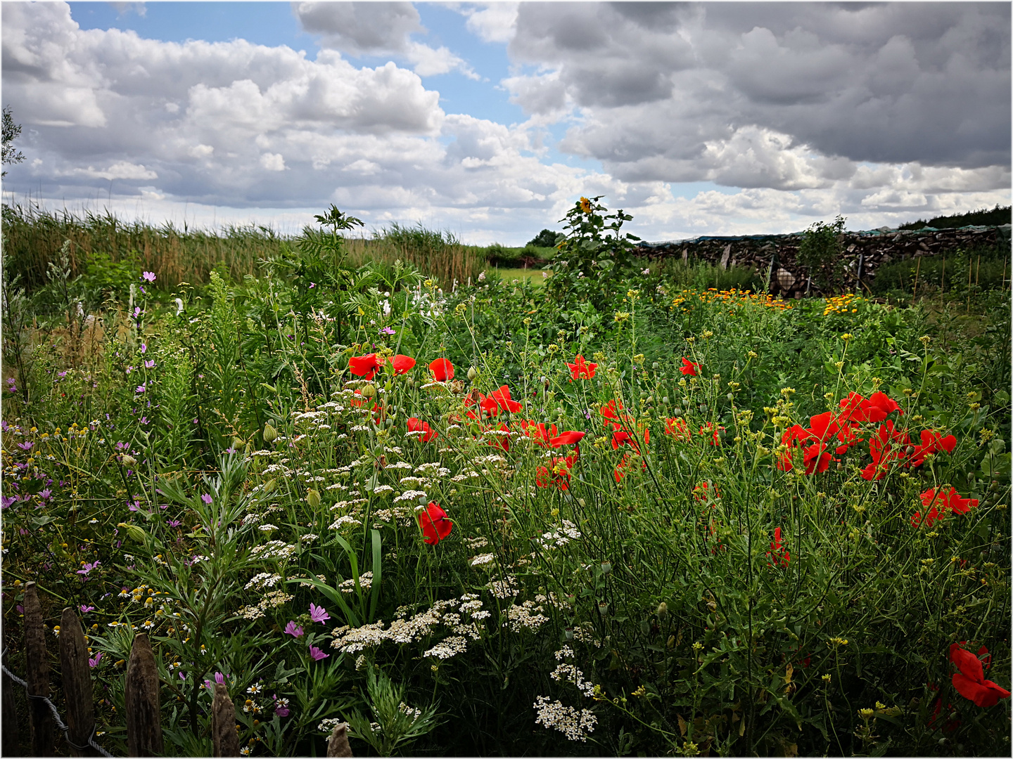 Blumenwiese