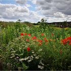 Blumenwiese