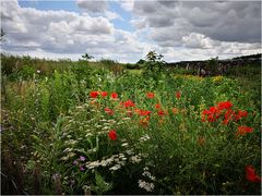 Blumenwiese