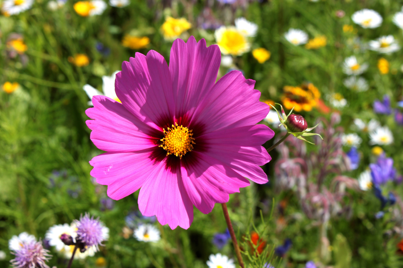 Blumenwiese