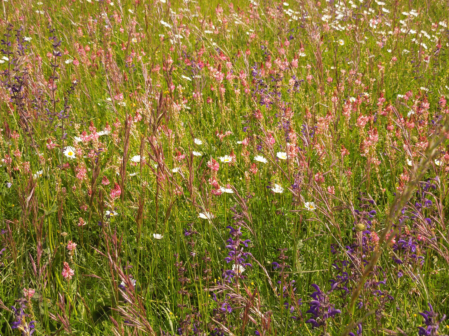 Blumenwiese