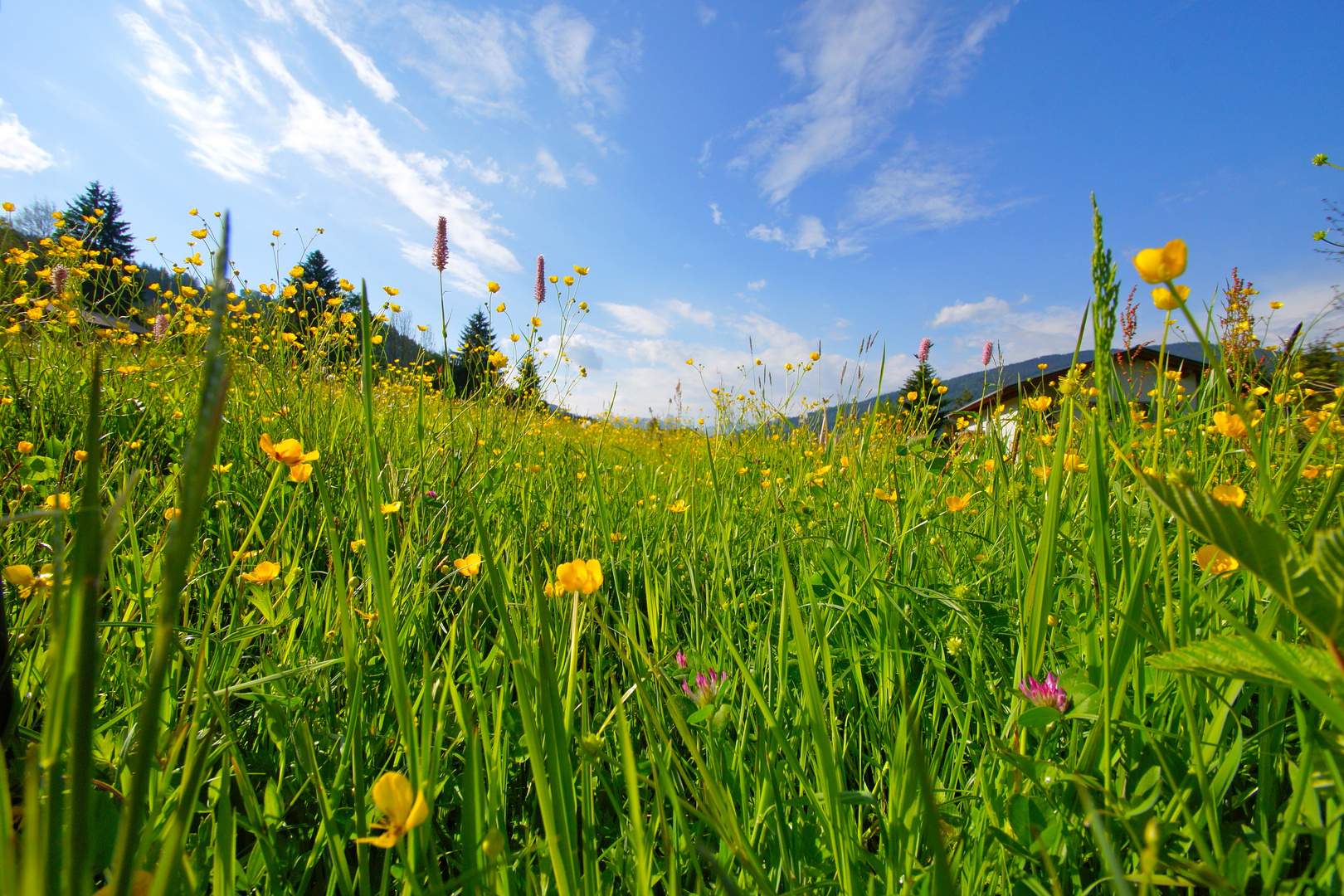 Blumenwiese - Da möchte man Biene sein -